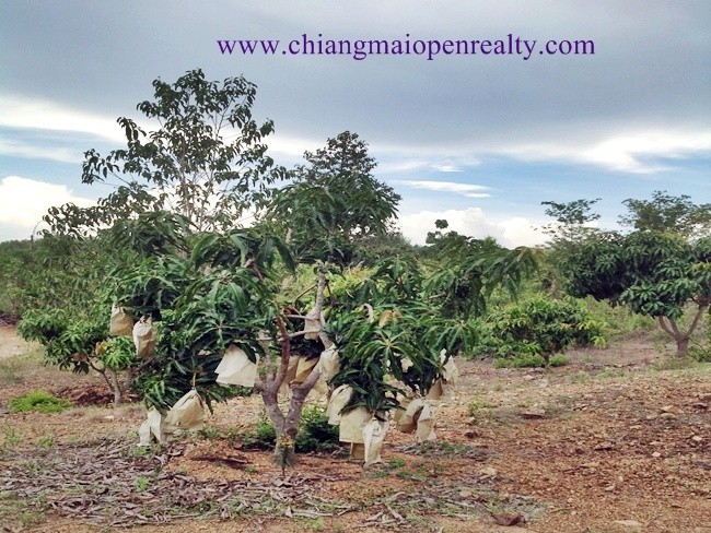 [L32]  Land and orchards FOR SALE@Phrao