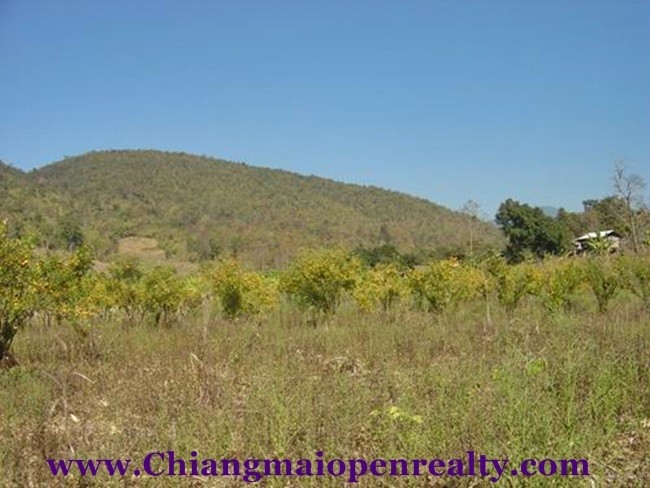 (English) [L44] Land for Sale @Mae Tang.