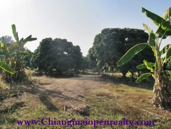(English) [L45] Land with an orchard For Sale@Mae Rim.