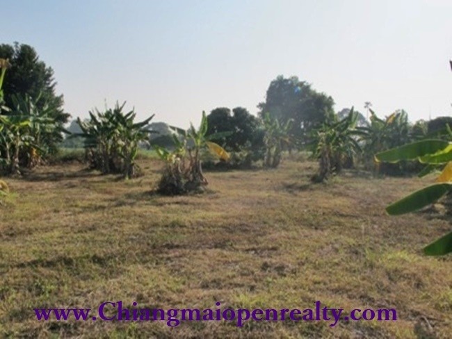 [L45] Land with an orchard For Sale@Mae Rim.