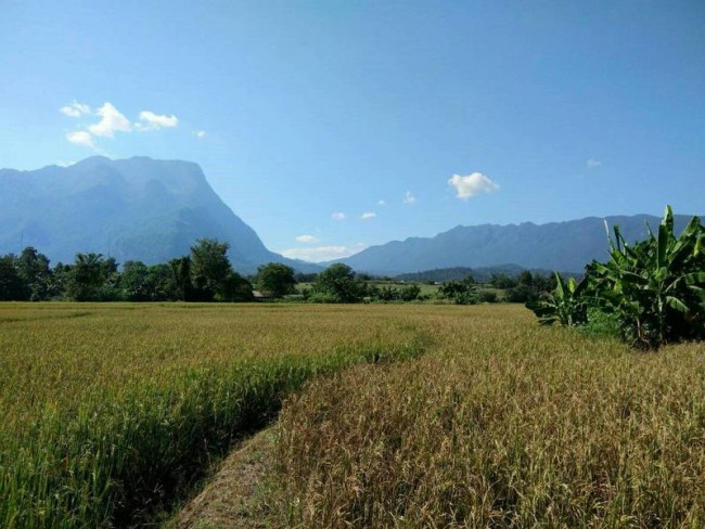 [L62] LAND FOR SALE @ CHIANG DAO