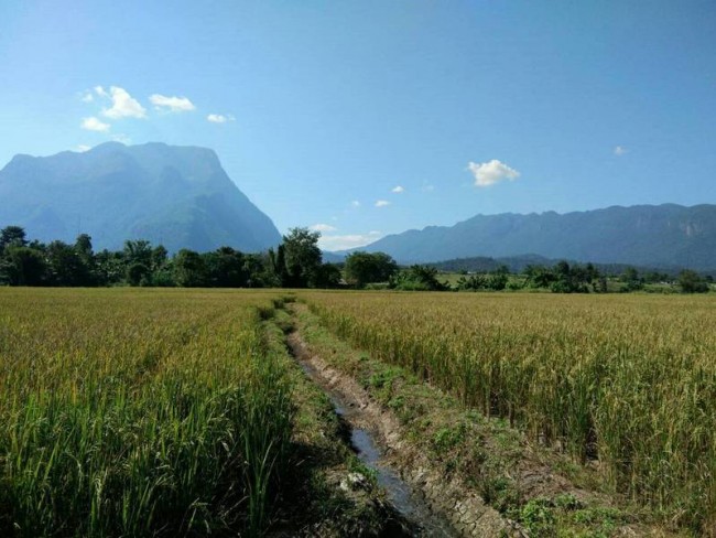 [L62] LAND FOR SALE @ CHIANG DAO